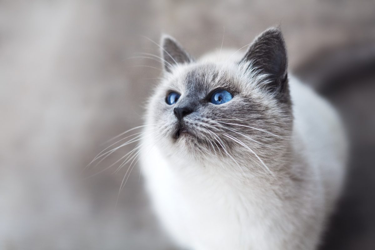 anti puces naturel pour votre chat 🐱 Terre de Diatomée 